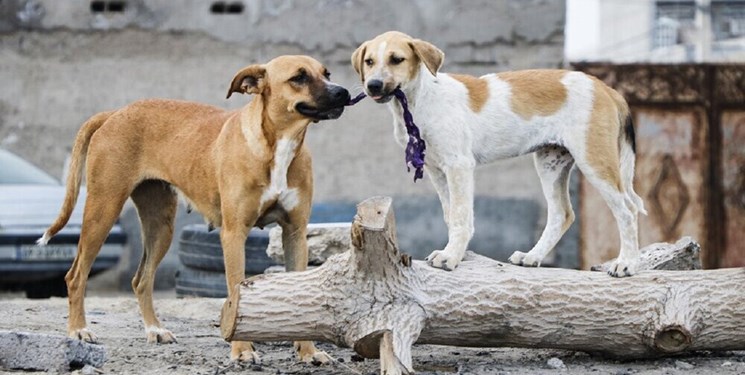 میلیاردی‌های زاغه نشین؛ هزینه های بزرگ برای جمع آوری سگ های ولگرد لار