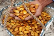 ببینید | گشت و گذاری در بازار میناب همراه با رطب تازه و نوبرانه